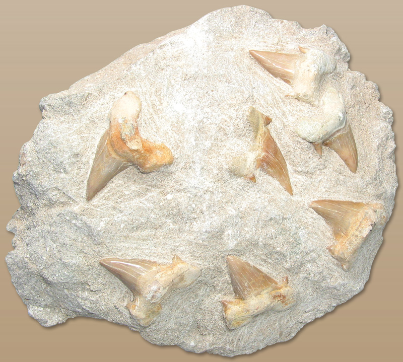 Tongue Stones